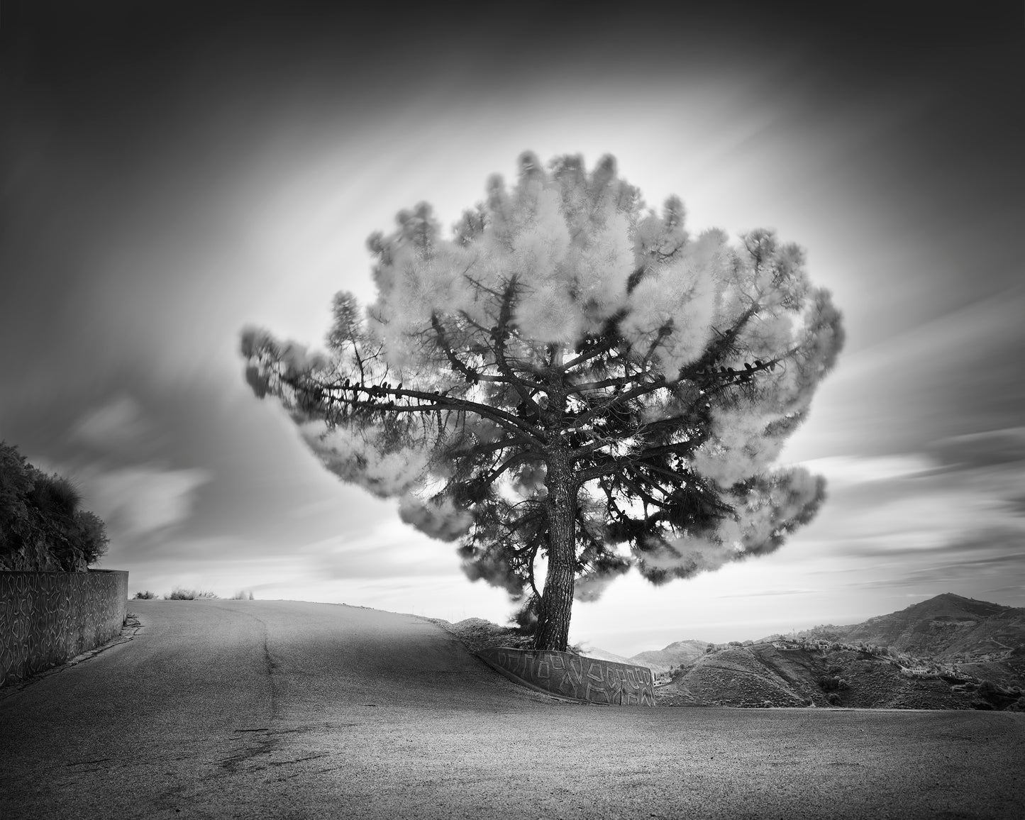 Curve with Pine Tree