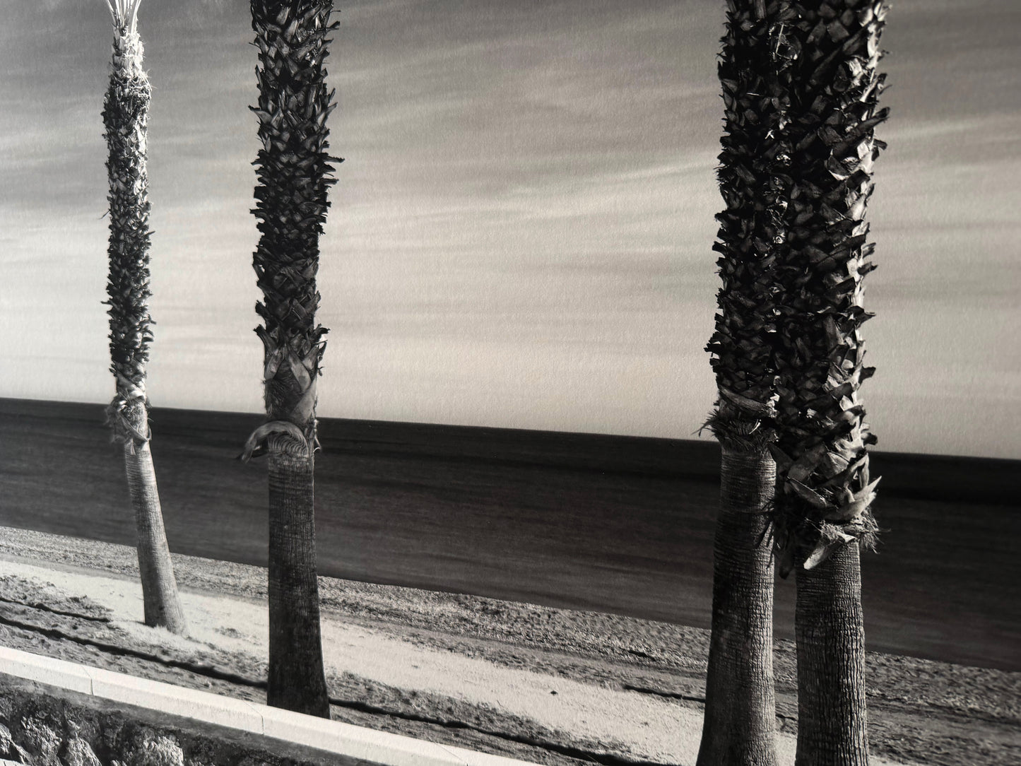 Palm Tree Variations #7 (Ausstellungsbild)