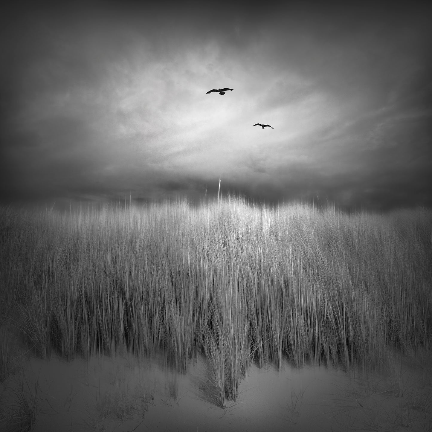 Marram Grass