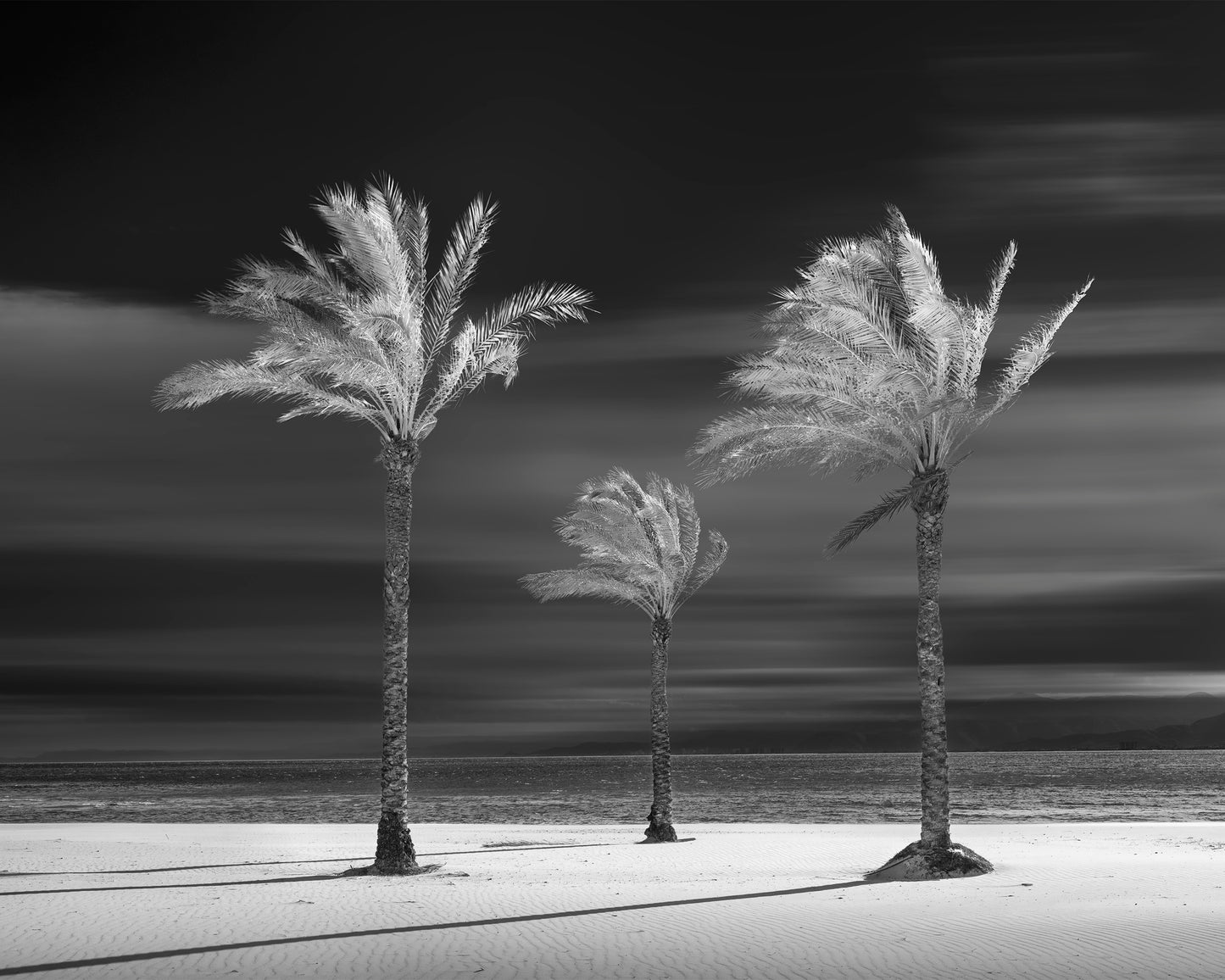 Palm tree variations #5