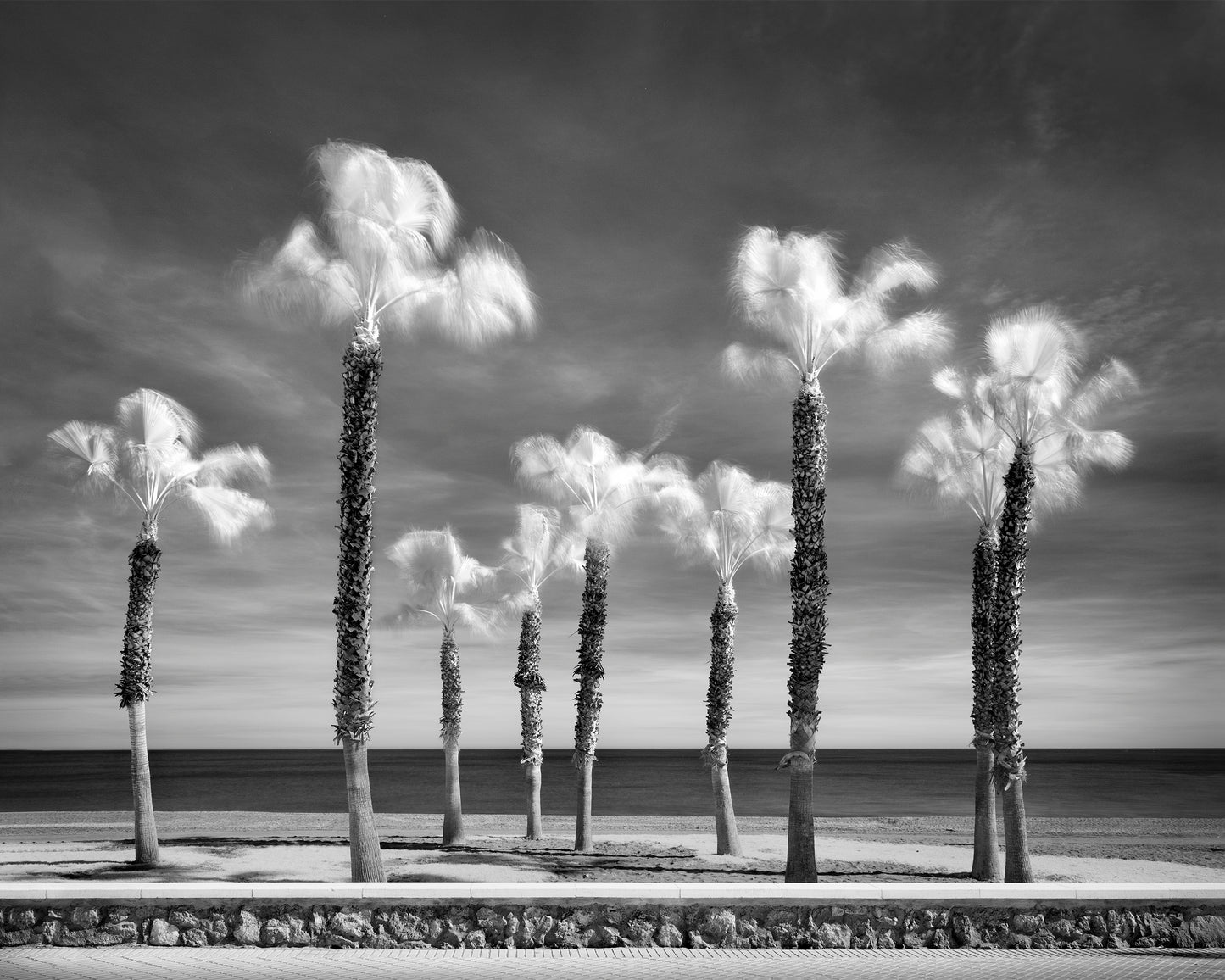 Palm Tree Variations #7 (Exhibition Print)