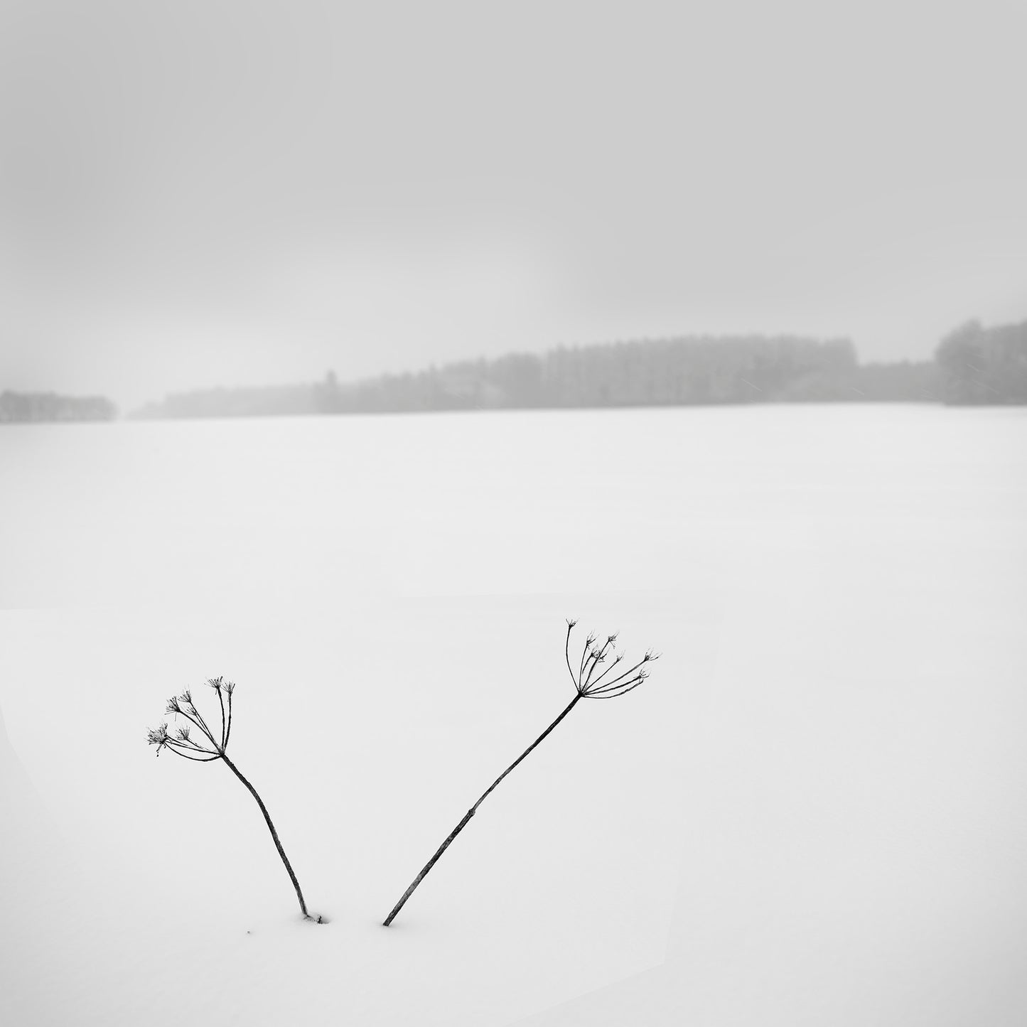 Plant in Winter