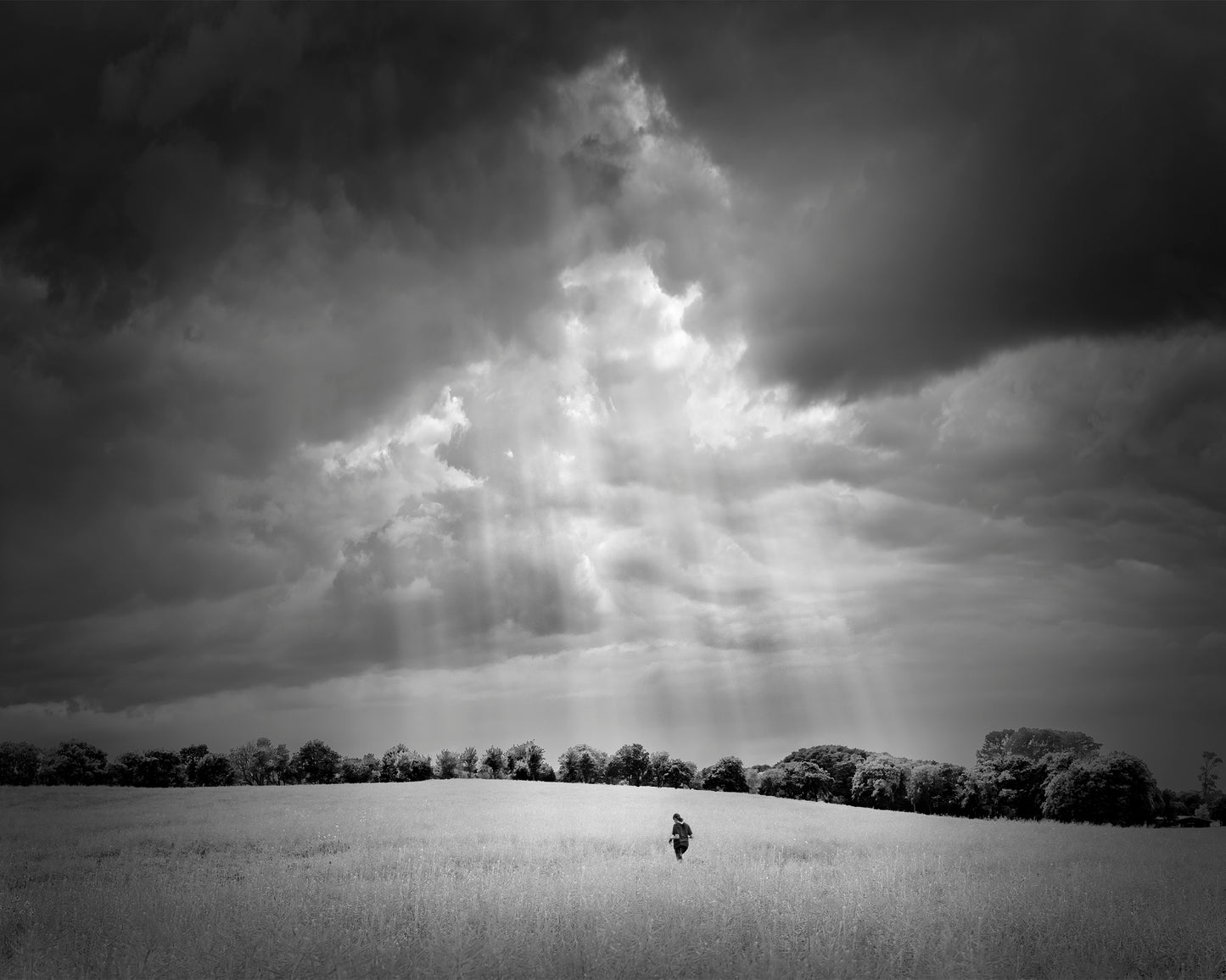 Summer Meadow