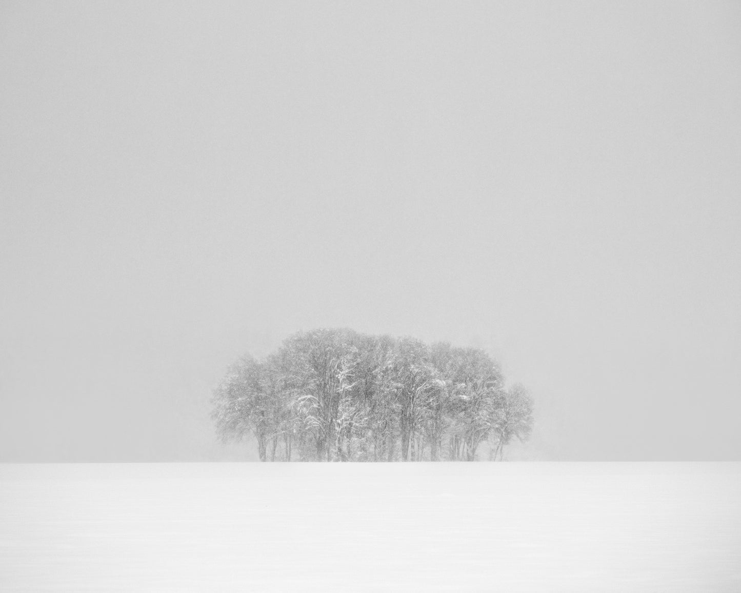 Winter trees #2