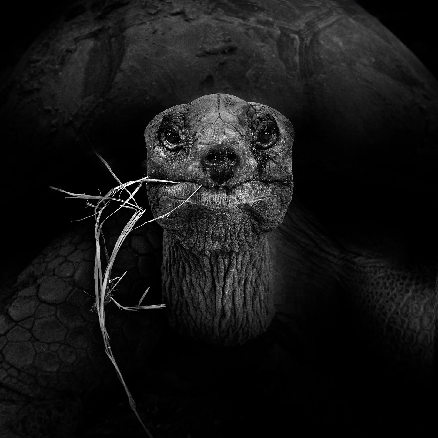 Portrait of a Tortoise