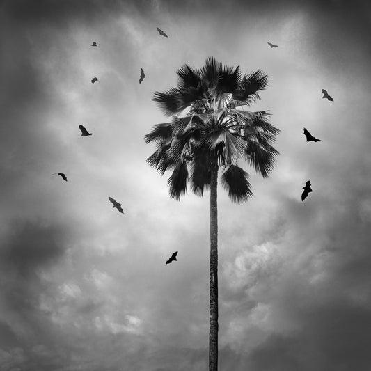 Bats