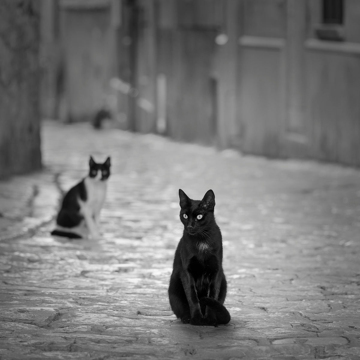 Cats
