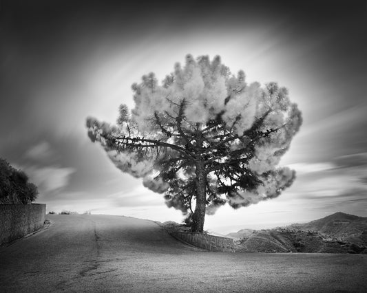 Curve with pine tree