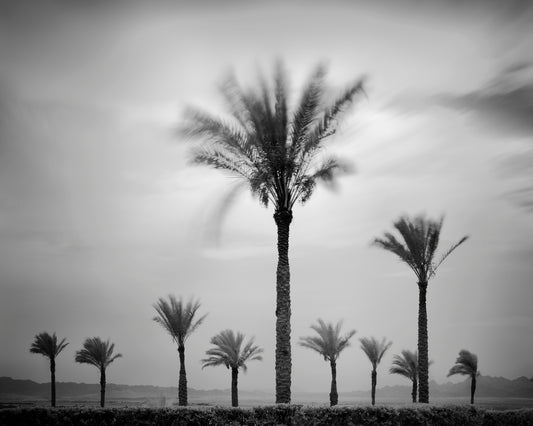 Palm tree variations #2