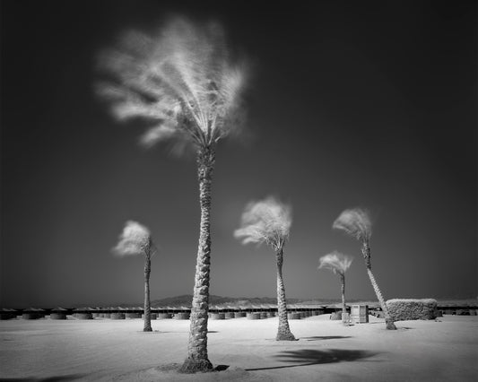 Palm tree variations #3