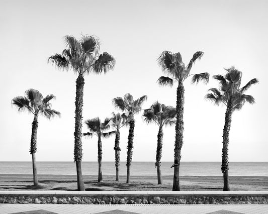 Palm tree variations #4