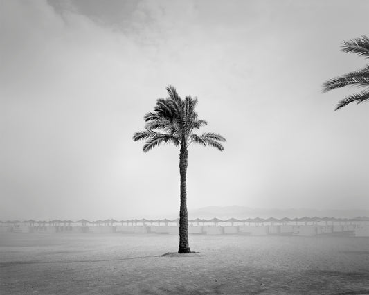 Palm tree variations #6