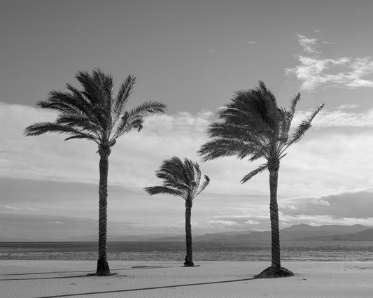 Palm tree variations #8