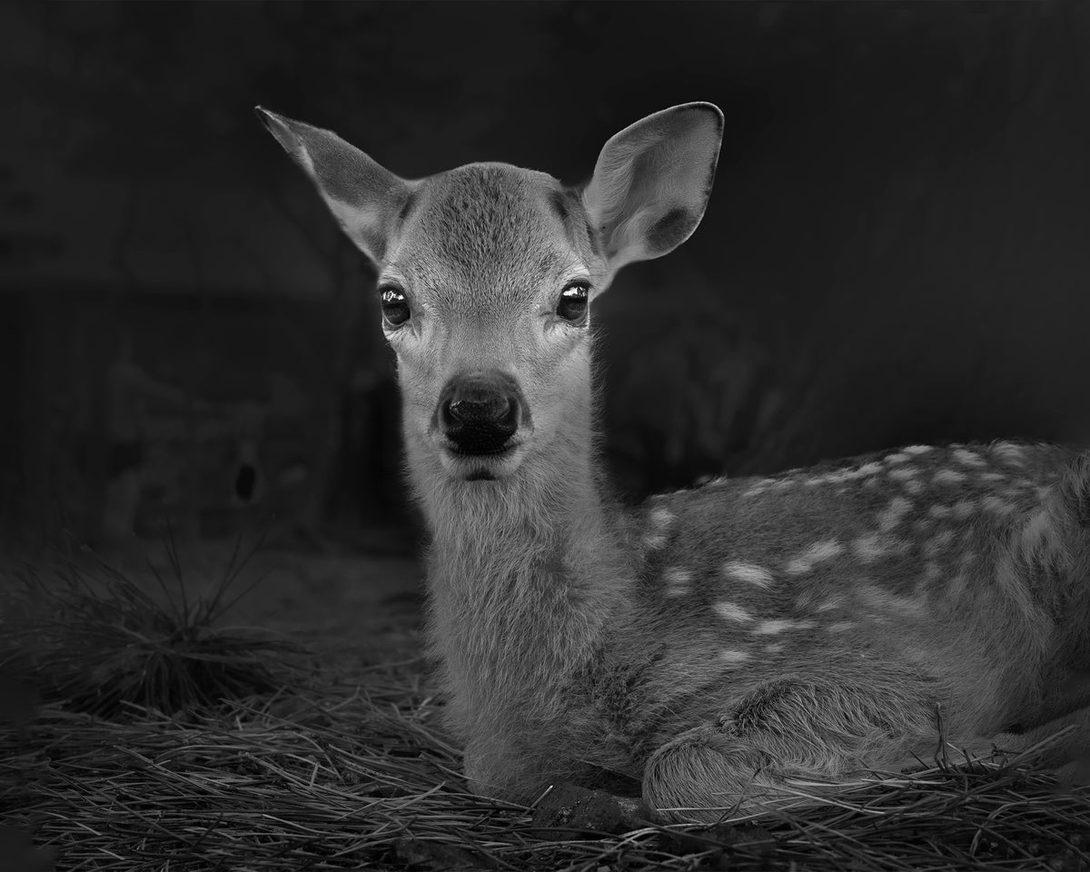 Portrait of a Fawn