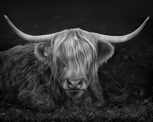 Portrait of a Highland Cow