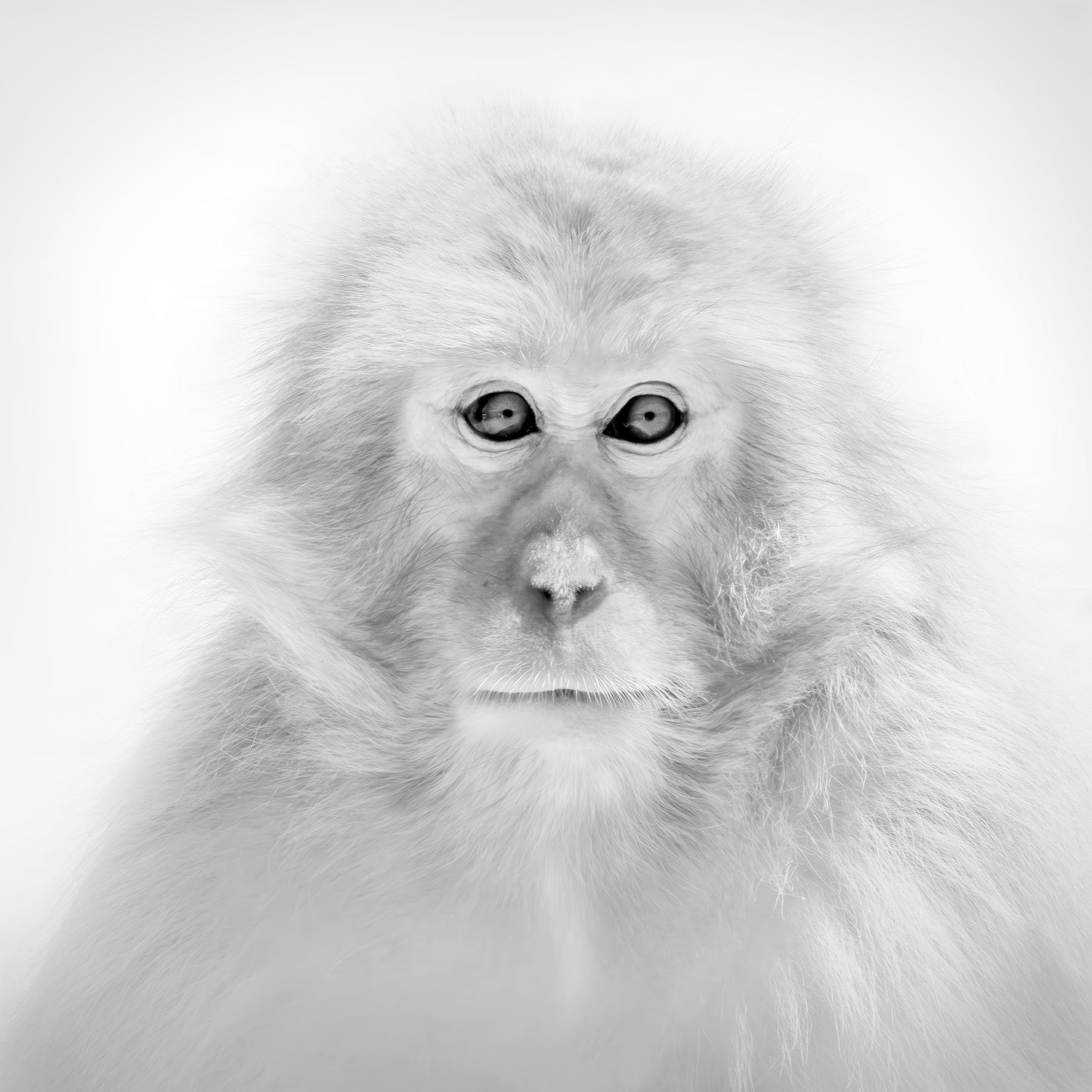 Portrait of a Snow Monkey