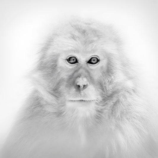 Portrait of a Snow Monkey