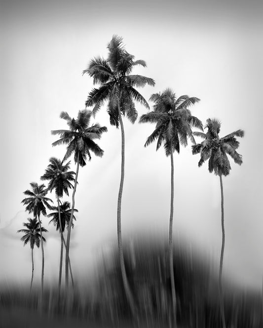 The Coco Parade