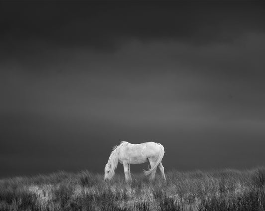 The White Horse of Luskentyre