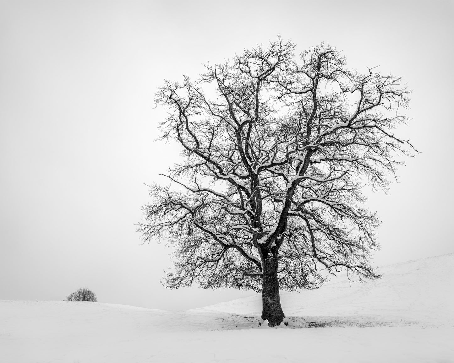 Tree with snow