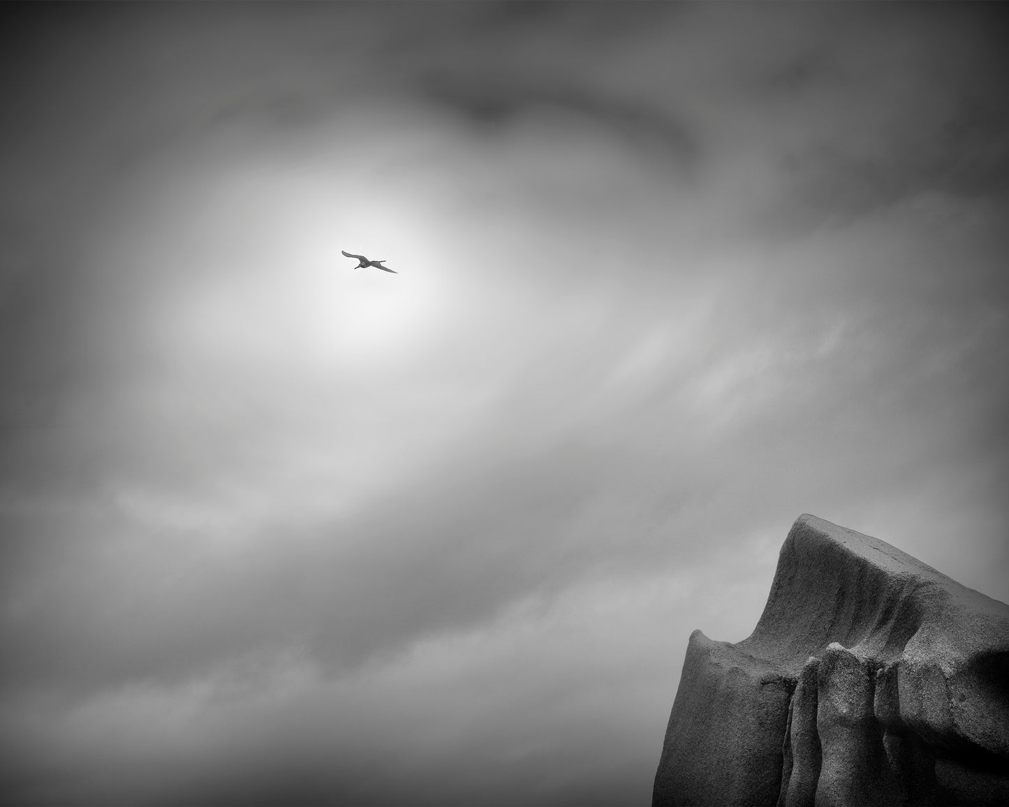 Tropic Bird