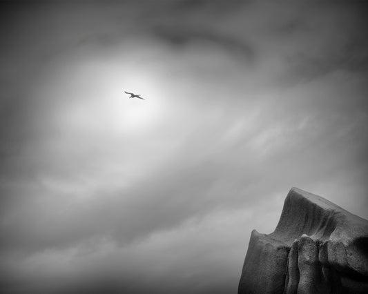 Tropic Bird
