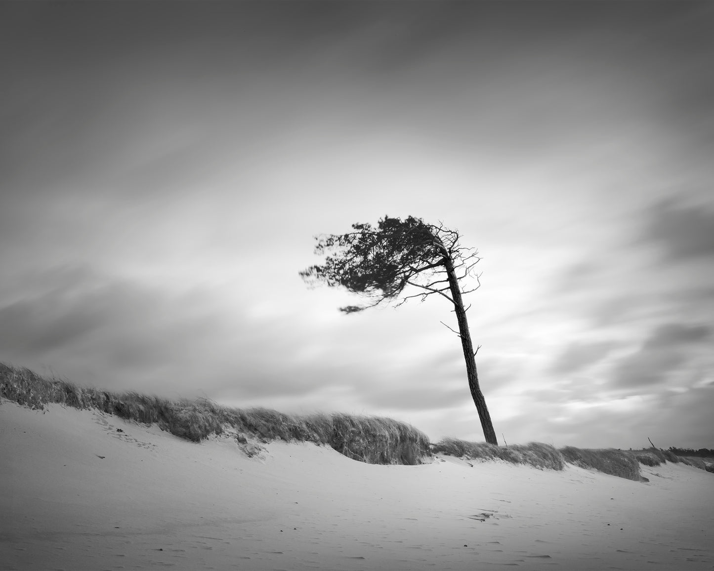 West Beach Tree