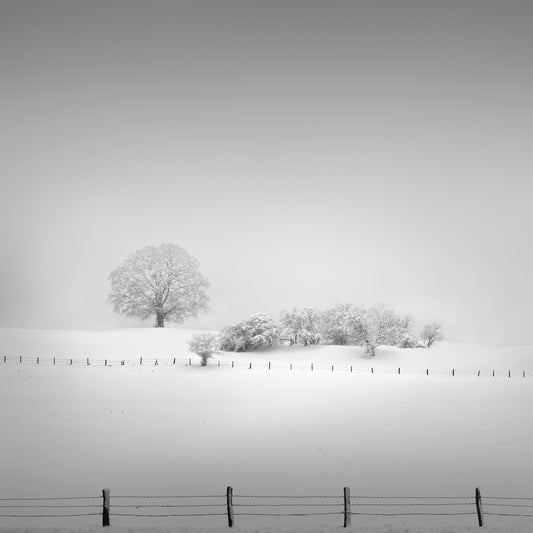 Winter landscape