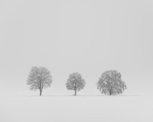 Winter trees #1