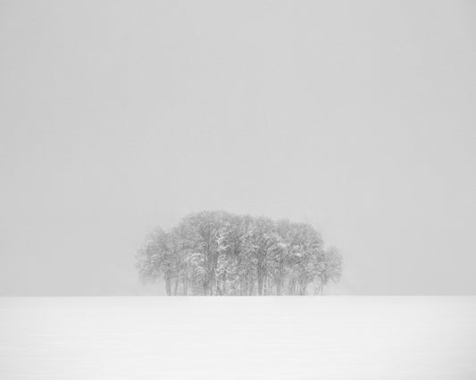 Winter trees #2