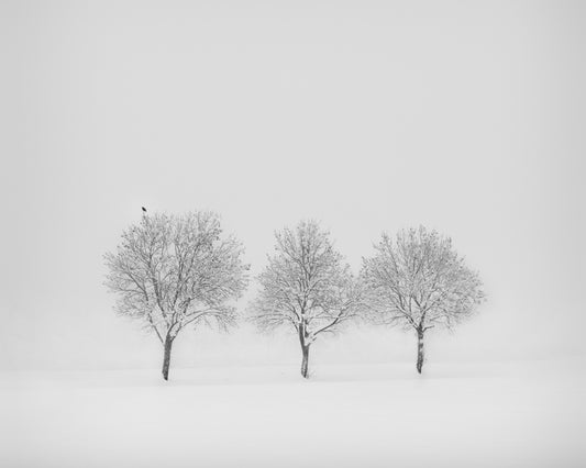 Winter trees #3