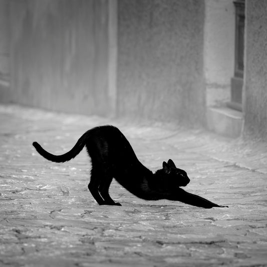 Yoga Cat