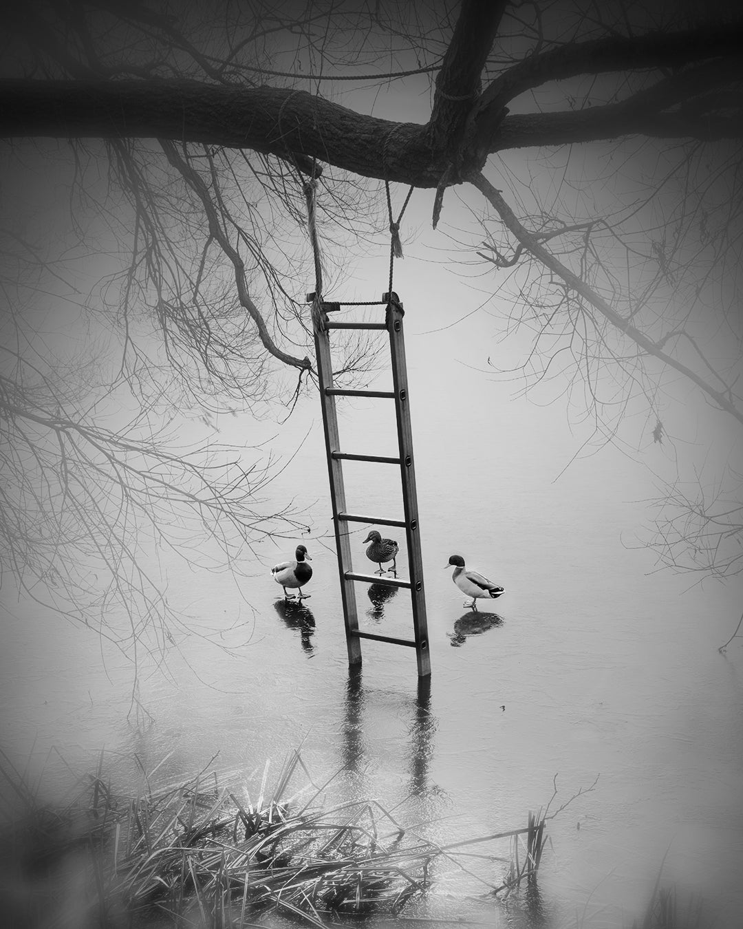 Who's Gonna Climb First?