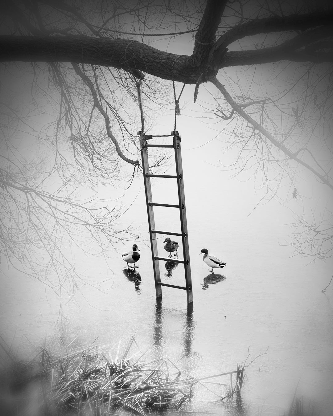 Who's Gonna Climb First?