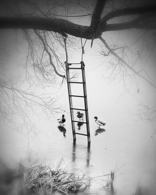 Who's Gonna Climb First?